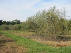 Salix alba Tristis — photo 1