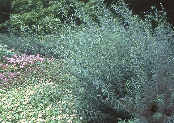 Salix Arctic Blue — photo 1
