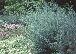 Salix Arctic Blue — photo 1