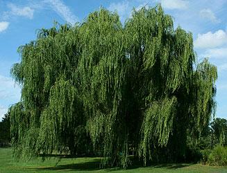 Salix Babylonian Weeping