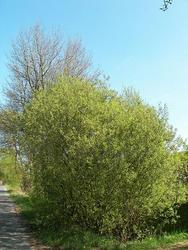 Salix caprea — photo 1