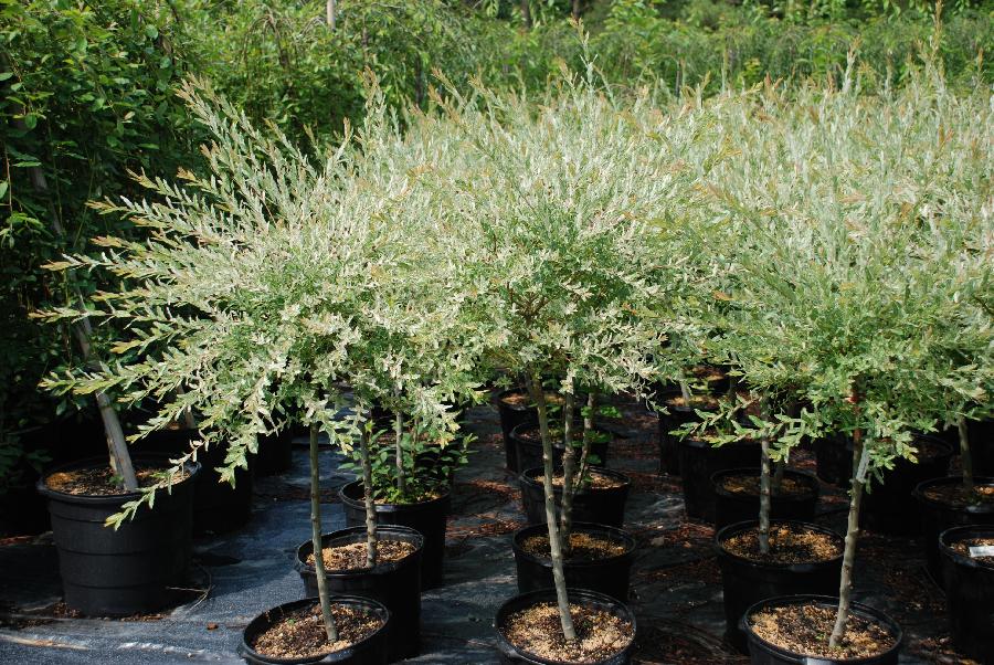 Salix integra x 'Hakuro Nishiki'