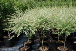 Salix integra x 'Hakuro Nishiki' — photo 1
