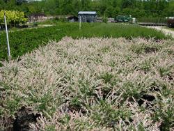 Salix integra x 'Hakuro Nishiki' — photo 2