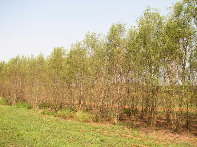 Salix matsudana Tortuosa