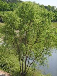 Salix matsudana Tortuosa — photo 2