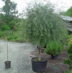 Salix purpurea 'Pendula' — photo 1