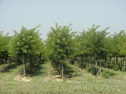 Sophora japonica — photo 1