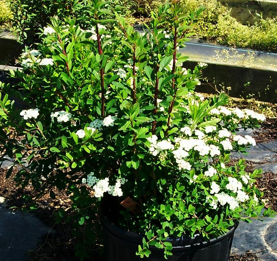 Spiraea nipponica Snowmound