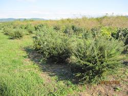 Spiraea nipponica Snowmound — photo 2