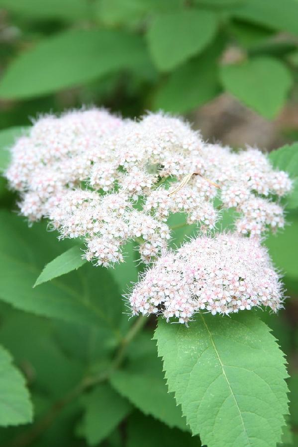 Spirea fritchiana 'Wilma'(Pink Parasols)