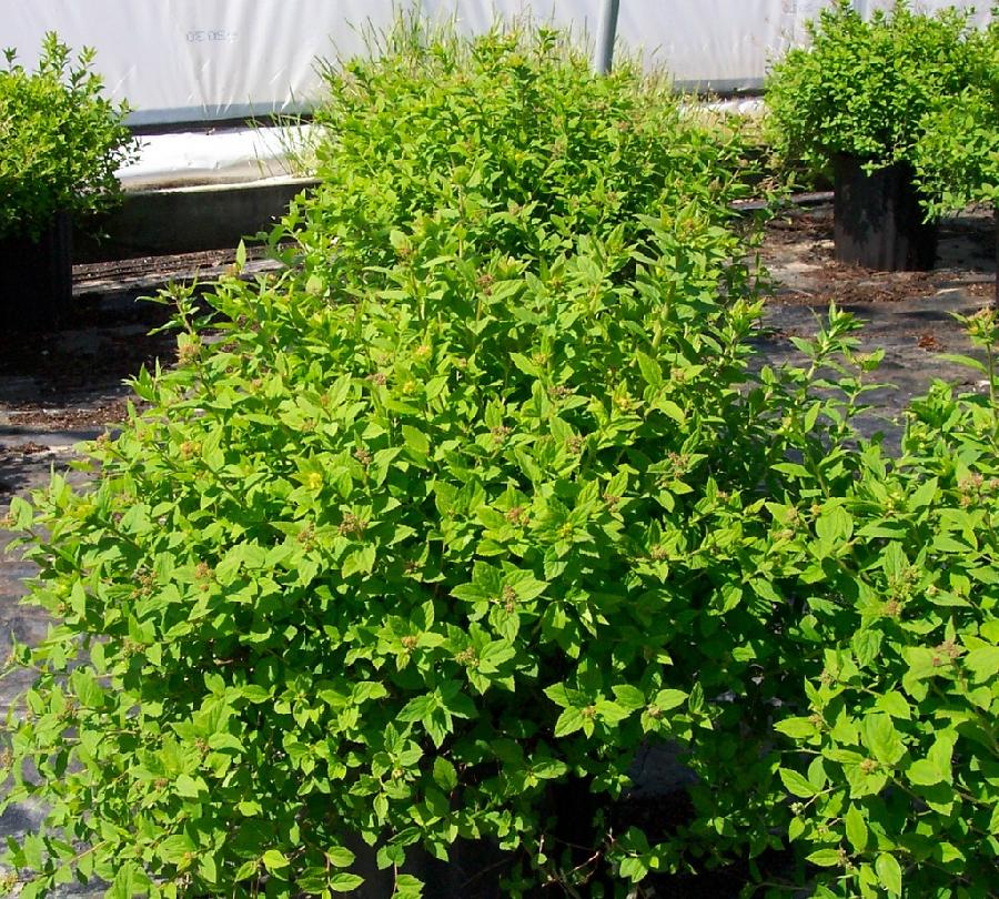 Spirea japonica 'Little Princess'