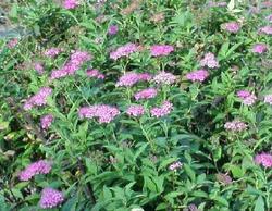 Spirea japonica 'Little Princess' — photo 2