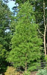 Taxodium ascendens Nutans — photo 1