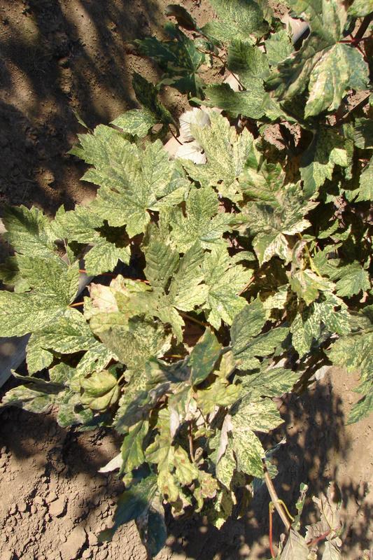 Acer pseudoplatanus 'Eskimo Sunset' — photo 1