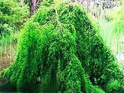 Taxodium Cascade Falls — photo 2
