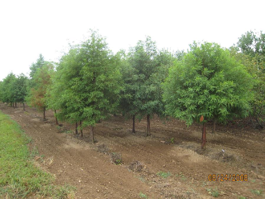 Taxodium distichum — photo 1