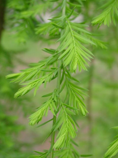 Taxodium distichum 'Cascade Falls'