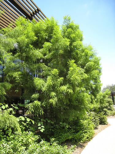 Taxodium distichum Shawnee Brave