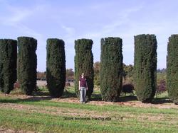 Taxus baccata Fastigiata — photo 1