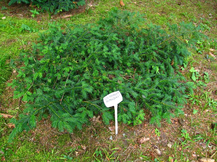 Taxus baccata 'Repandens' — photo 1