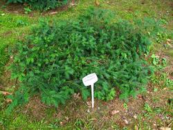 Taxus baccata 'Repandens' — photo 1