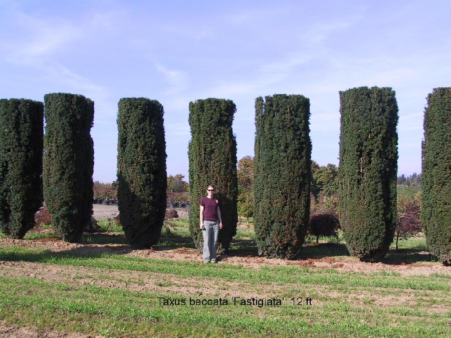 Taxus baccata 'Stricta' — photo 1