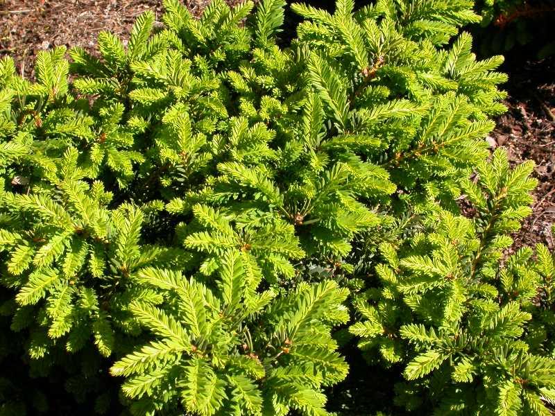 Taxus cusp. 'Monloo' (Emerald Spreader) — photo 1