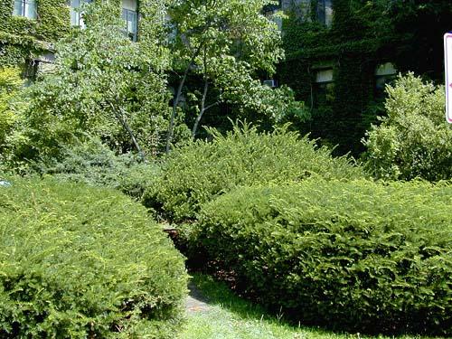 Taxus cuspidata