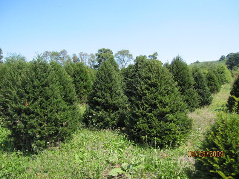 Taxus cuspidata 'Capitata' — photo 1