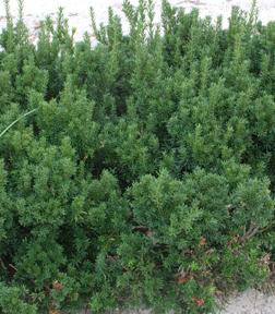 Taxus cuspidata 'Dark Green Spreader' — photo 1