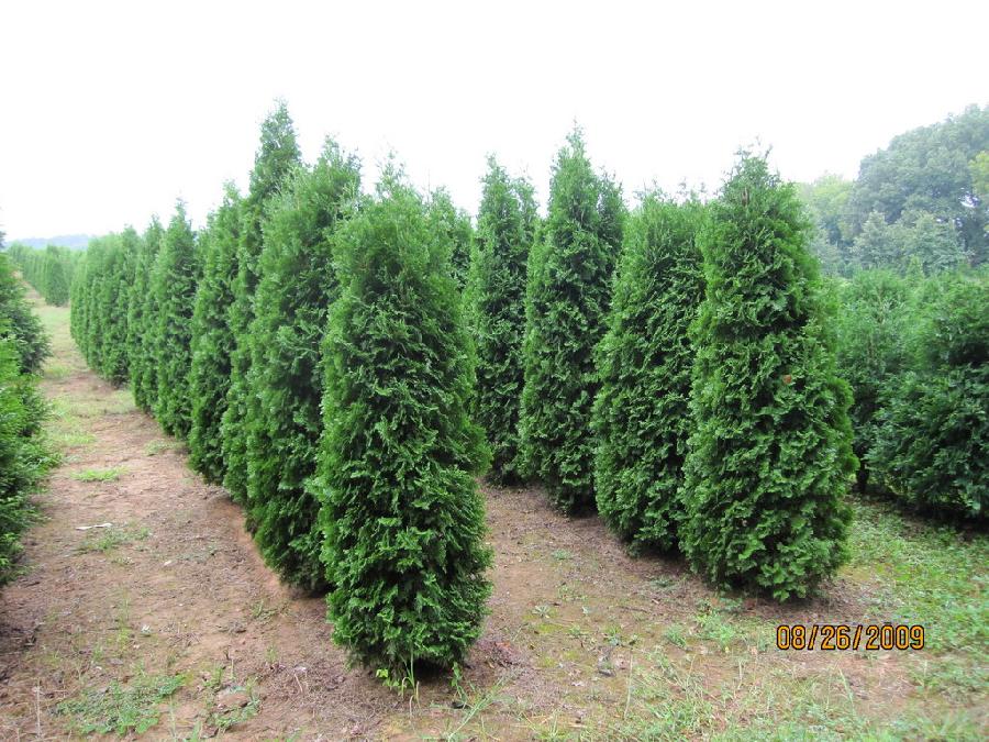Thuja Occ Pyramidalis — photo 1