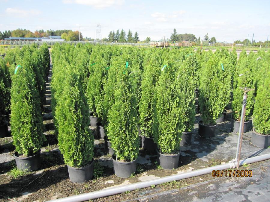 Thuja occidentalis 'Degroots Spire' — photo 1