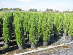 Thuja occidentalis 'Degroots Spire' — photo 1