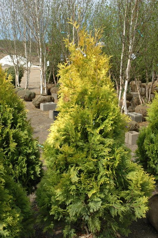 Thuja occidentalis 'George Peabody'