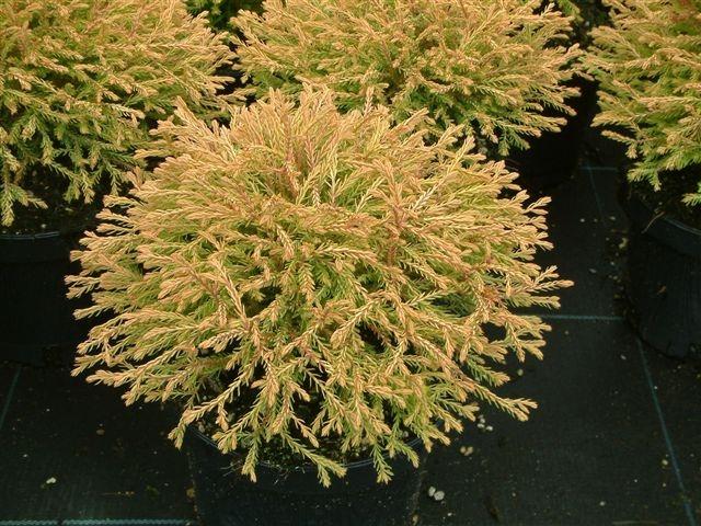 Thuja occidentalis 'Golden Tuffet'