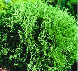 Thuja occidentalis Hetz Midget