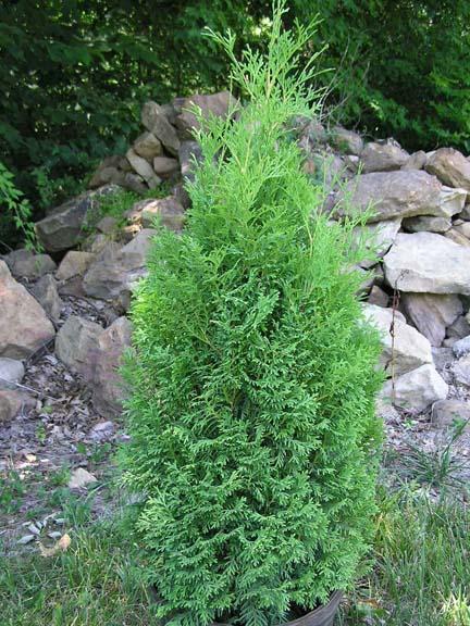 Thuja occidentalis 'Holmstrup' — photo 1