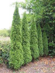 Thuja occidentalis Little Gem — photo 1
