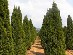 Thuja occidentalis Little Gem — photo 2