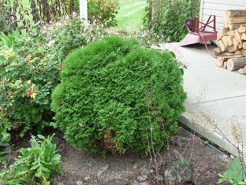 Thuja occidentalis 'Little Giant' — photo 1