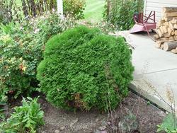 Thuja occidentalis 'Little Giant' — photo 1
