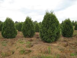 Thuja occidentalis 'Nigra' — photo 1