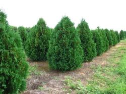Thuja occidentalis 'Nigra' — photo 2