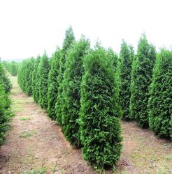Thuja occidentalis Pyramidalis — photo 1