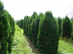 Thuja occidentalis Pyramidalis — photo 2