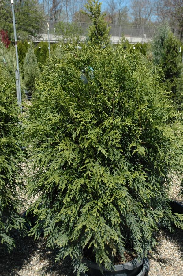 Thuja occidentalis 'Techny'