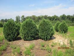 Thuja occidentalis 'Techny' — photo 2