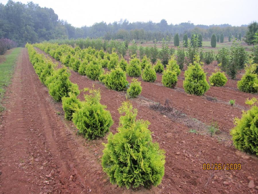 Thuja occidentalis 'Yellow Ribbon' — photo 1