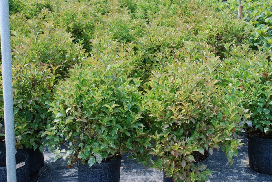 Weigela florida Java Red